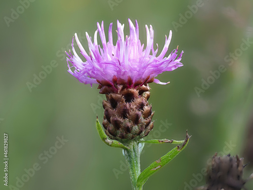 Wiesen-Flockenblume (Centaurea jacea)