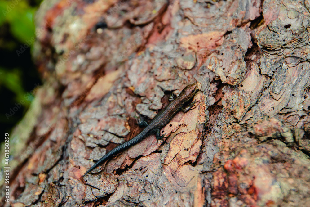 Sverdlovsk region. Sloboda. Lizard on a tree Sverdlovsk region. Sloboda. Lizard on a tree