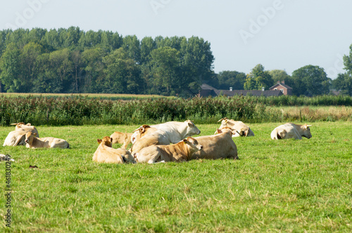 Blonde cows lie quietly in the pasture in Arnhem in the Netherlands
