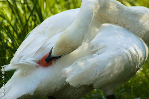 White swan cleaning its feather closeup view of it