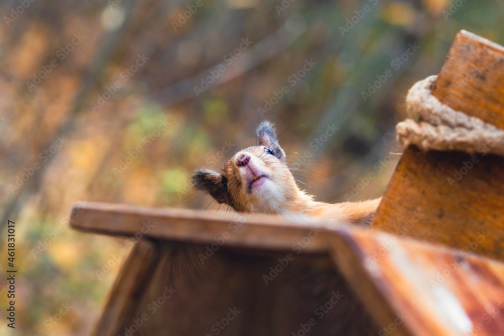 Obraz premium Sciurus in the autumn forest