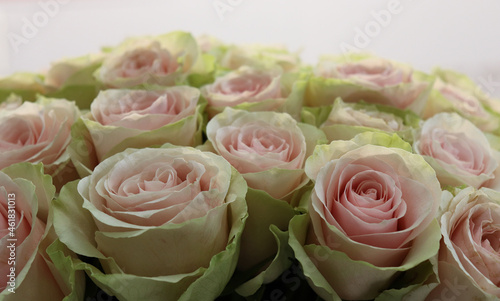 bouquet of roses