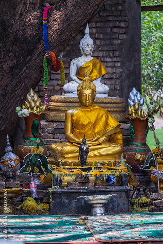 Nakhon Nayok, Thailand - Mar 21, 2020 : Many big tree roots covering The ancient church without roof inside there is a Buddha statue at The ancient of a 200 year old church. Wat Pah Krathum. Selective