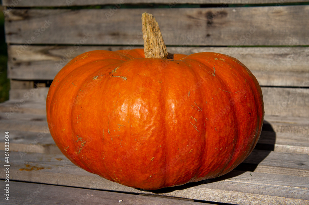 Large orange pumpkin close-up. Autumn harvest Large orange pumpkin close-up. Autumn harvest
