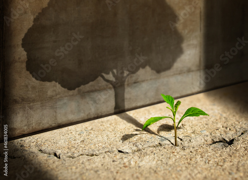 Start, Think Big, Recovery and Challenge in Life or Business Concept.Economic Crisis Symbol.New Green Sprout Plant Growth in Cracked Concrete and Shading a Big Tree Shadow on the Concrete Wall photo