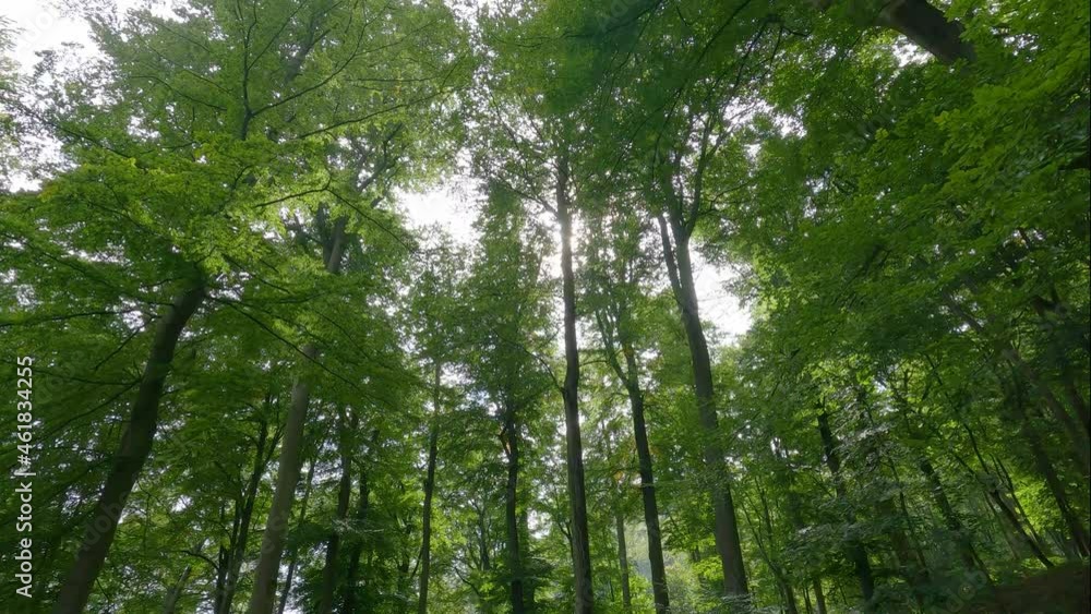 Lush beech forest woods green nature 4k wide Lush beech forest woods green nature 4k wide