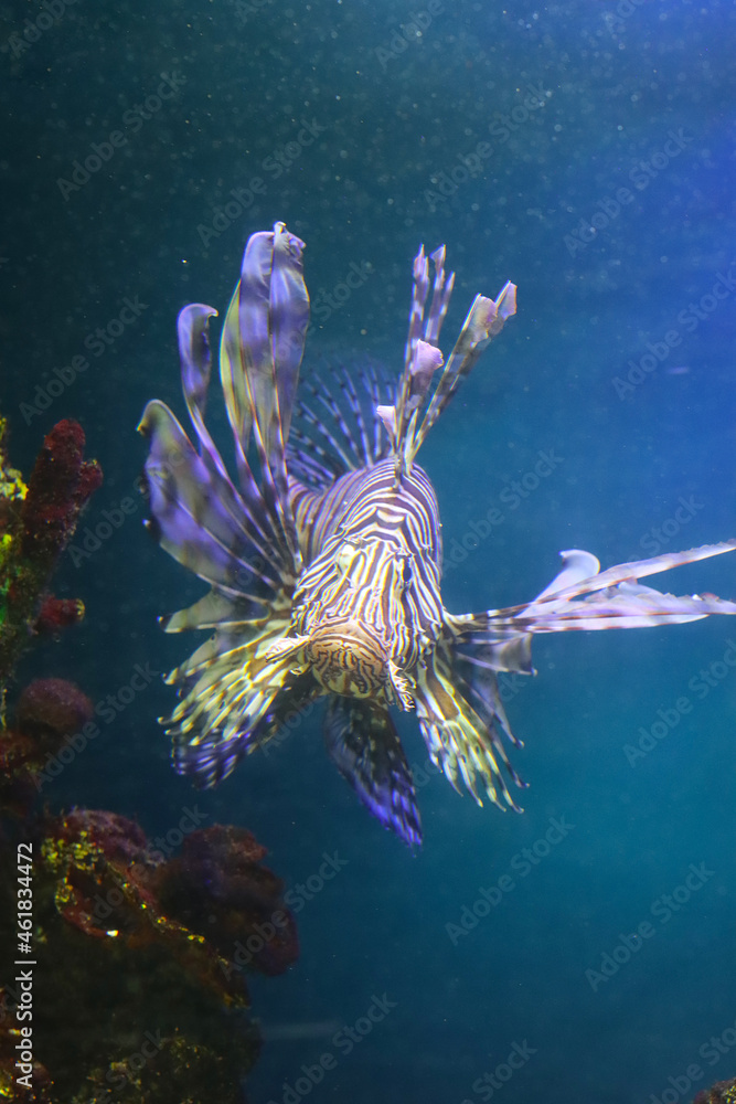 Tropical fish from the ocean lionfish zebra Tropical fish from the ocean lionfish zebra