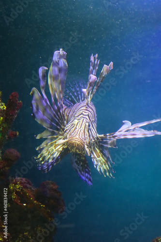 Tropical fish from the ocean lionfish zebra