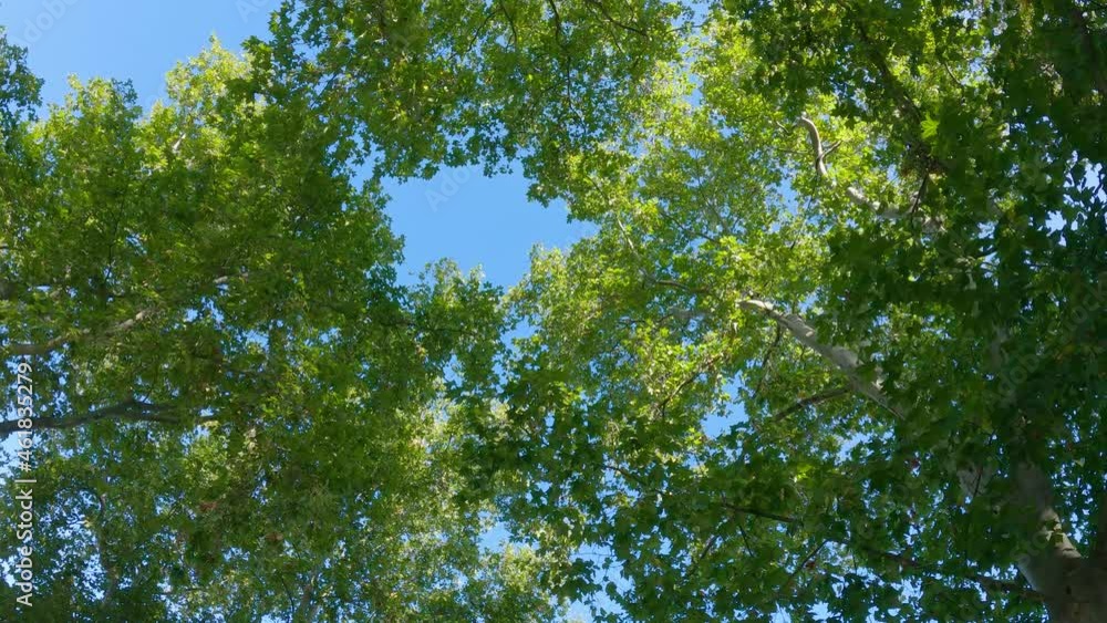Tree top up view perspective sky 4K Tree top up view perspective sky 4K