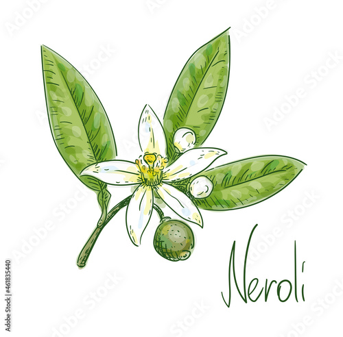 Bitter orange foliage, blossoms and green fruit. Vector illustration.