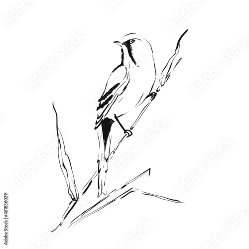 Tit bird sitting on a branch