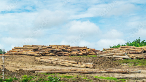 Log yard of tropical rainforest timber at Mahakam Riverbank, Borneo, Indonesia