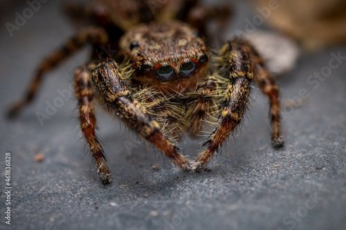 close up of a jumping spider macro