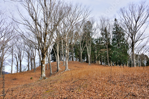 丹沢山地のヨモギ平　開放的な森の風景　ヨモギ平は三ノ塔の北東1.5km程、BOSCOオートキャンプベースの西1.2km程、また札掛の南2km程に位置する草原状の広々とした場所。森の中にあって樹木の少ない開放感のある山地。山と高原地図には地名もルートも記載のない、あまり人に知られていない丹沢の穴場的スポットなので、ヨモギ尾根を歩く登山者はほとんどいないような秘境のような場所。 photo