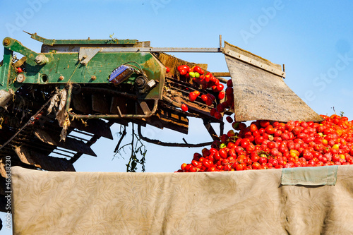 Harvesting ripe tomatoes in an agricultural field