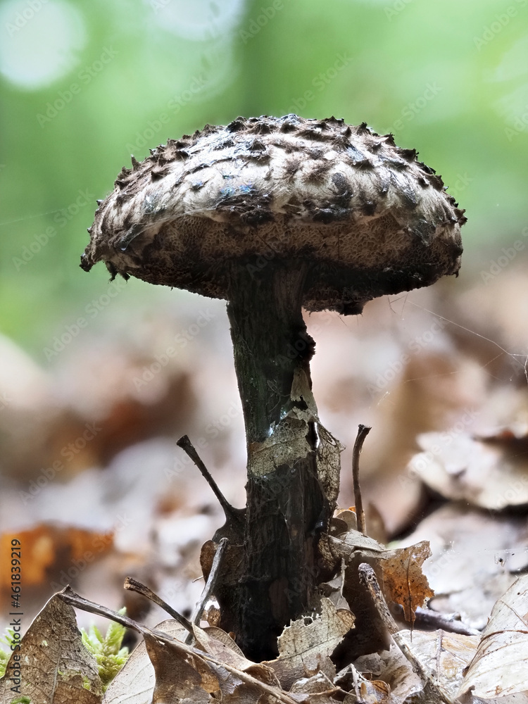 Gemeiner Strubbelkopfröhrling (Strobilomyces strobilaceus) Gemeiner Strubbelkopfröhrling (Strobilomyces strobilaceus)