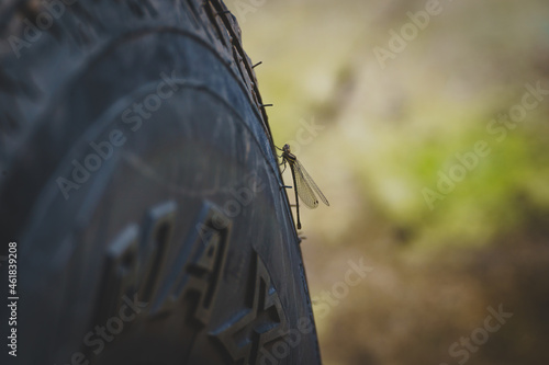 Closeup of small dragonfly perched on black car tire.