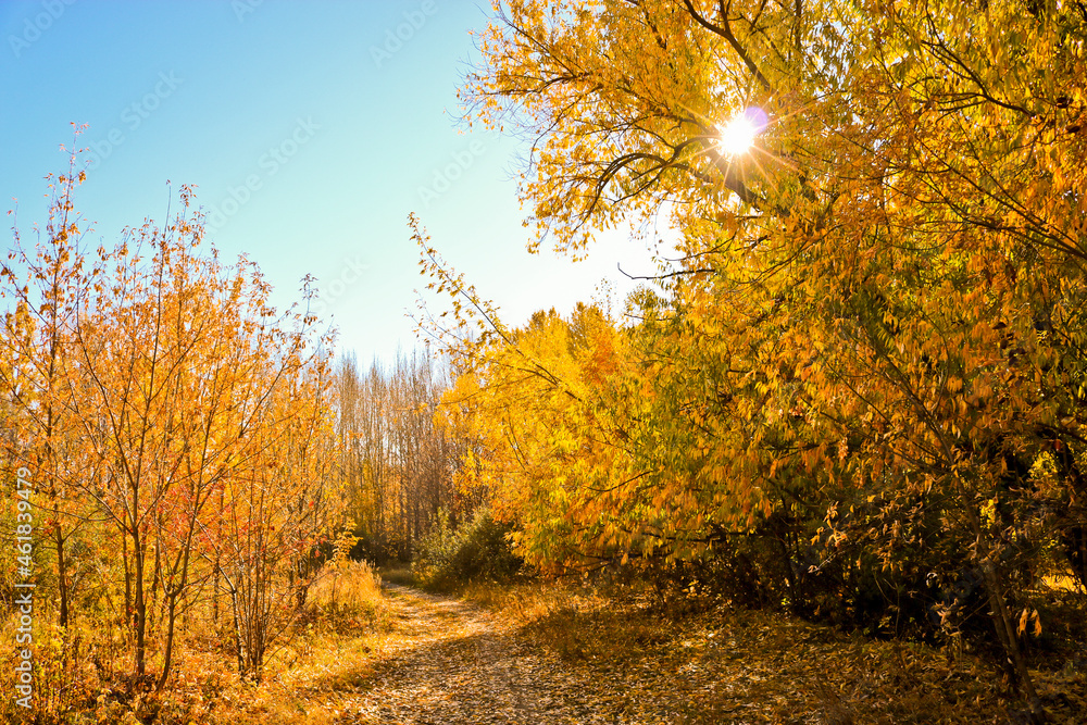 Fototapeta premium Gravel road with fallen leaves. Autumn sunlight in a birch forest. Indian summer.