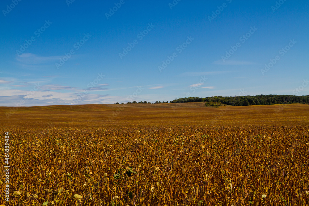 Naklejka premium Field at soybean harvest time. Soybean field with background of blue sky and some clouds. Ripe soy plants. Soy agriculture
