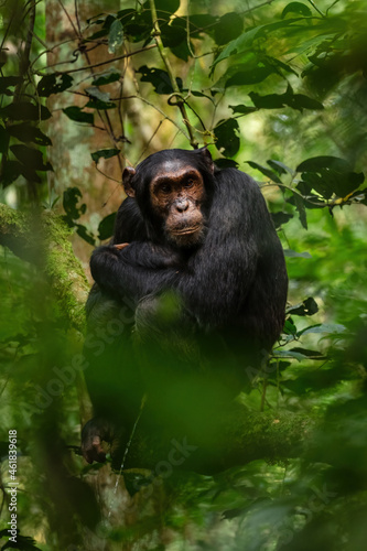 Fotótapéta Common Chimpanzee - Pan troglodytes, popular great ape from African forests and woodlands, Kibale forest, Uganda