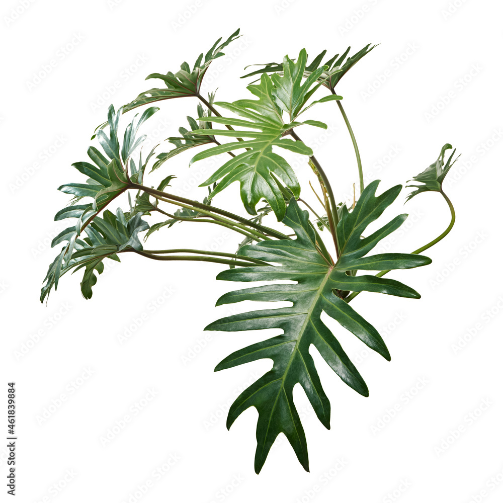 Philodendron Xanadu, Xanadu leaves  isolated on white background, with clipping path   