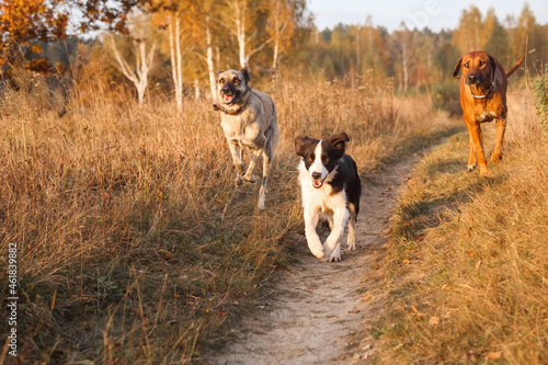 Three dogs Rhodesian Ridgeback  Border Collie and Hollandse herder Fight together gallop in the autumn dry field