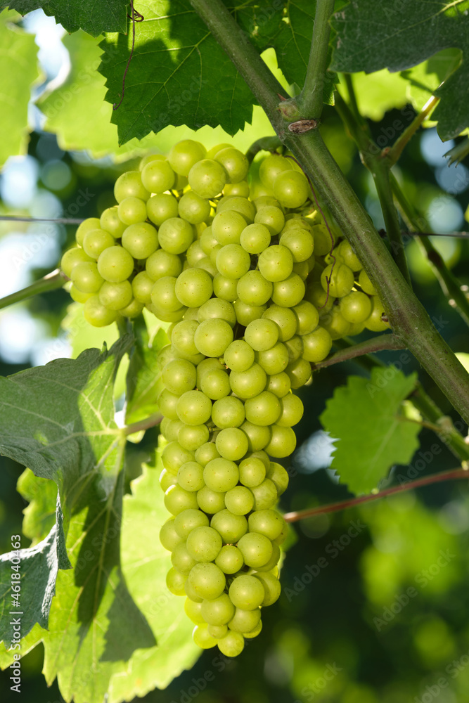 Close-up of white grapes on vines. Light bunch of grapes in the sun. Vineyards in Italy. Grape plantations.