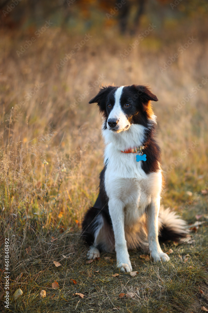 Portrait of a Border Collie against the background of an autumn yellow field