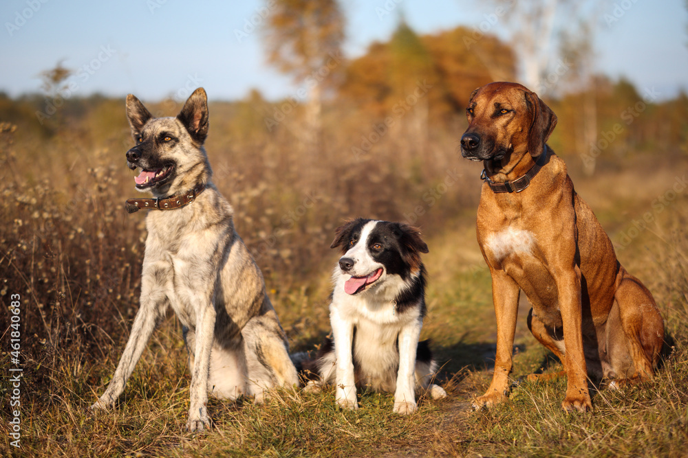 Three dogs Rhodesian Ridgeback, Border Collie and Hollandse herder sit in an autumn field Three dogs Rhodesian Ridgeback, Border Collie and Hollandse herder sit in an autumn field