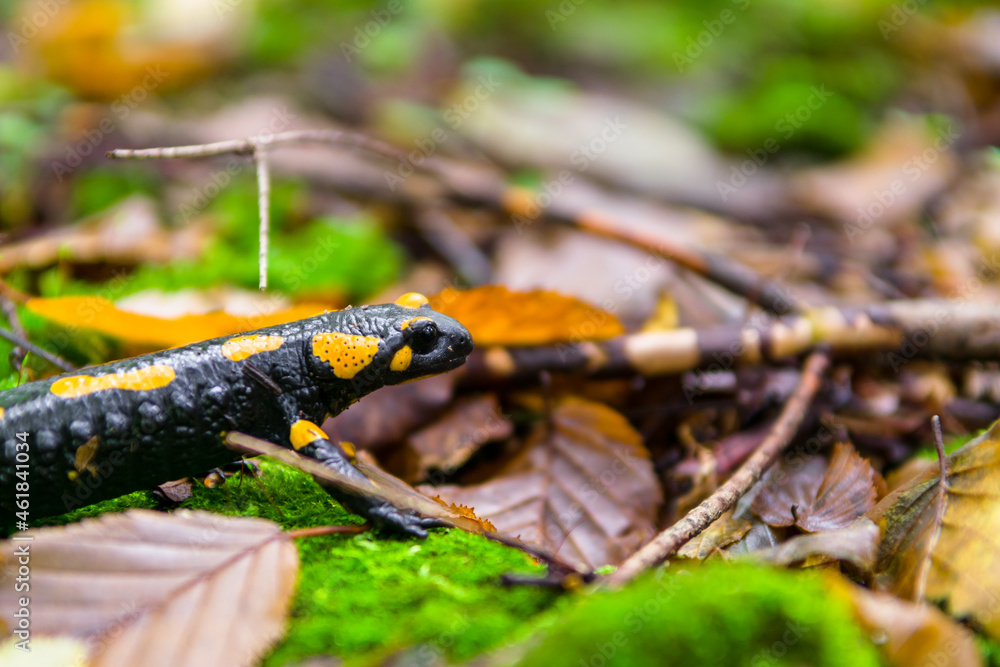 Naklejka premium The fire salamander (Salamandra salamandra) in forest