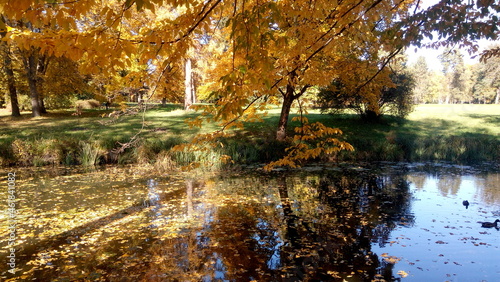 Fototapeta Naklejka Na Ścianę i Meble -  Autumn trees reflected in water. Scenic golden autumn in the park. Beautiful autumn landscape in the morning. 