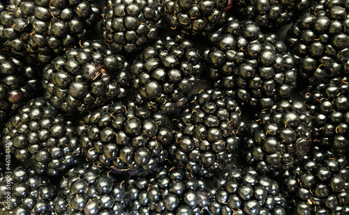 Texture background from a large number of blackberries. Natural berry background