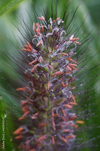 Pennisetum alopecuroides (Fountain grass)  flowers. Poaceae perennial weeds with brush-like ears.  photo