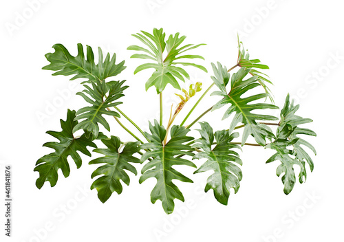 Philodendron Xanadu, Xanadu leaves  isolated on white background, with clipping path   