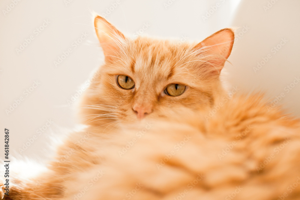 Orange ginger cat lying on the white chair close up