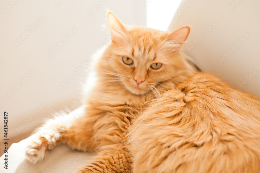 Orange ginger cat lying on the white chair