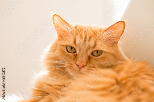 Orange ginger cat lying on the white chair close up © Dina