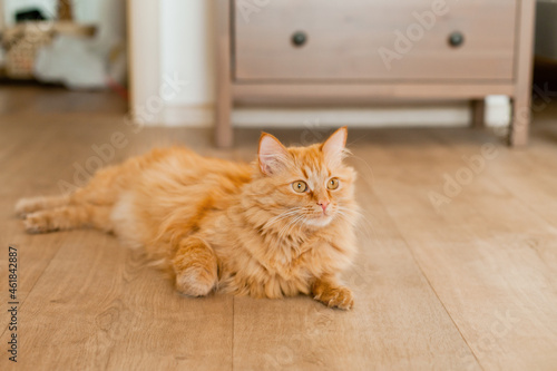 Orange cat lying on the floor at cozy home