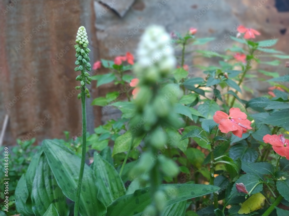 flowers in garden flowers in garden