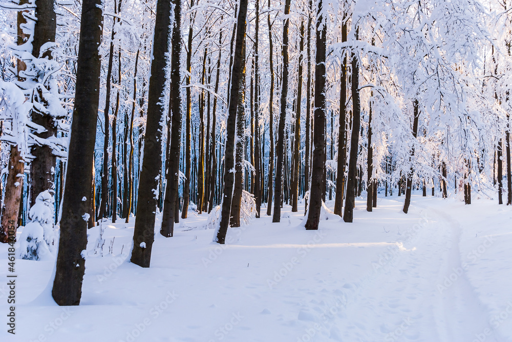 Winter forest on a sunny day, Beskids, Poland Winter forest on a sunny day, Beskids, Poland