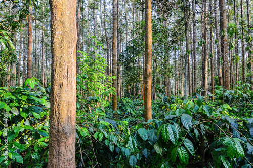 Coffee plantation with silver oak trees