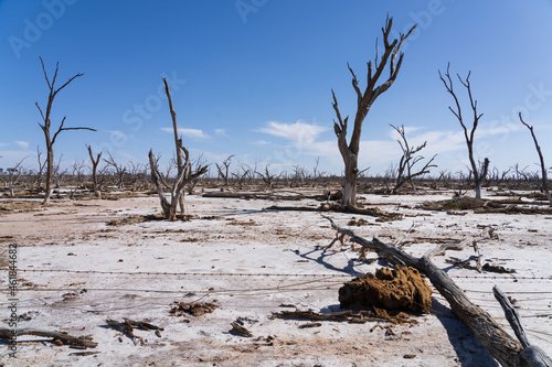 Принти на полотні Remains of dead trees in an a salinity affected landscape