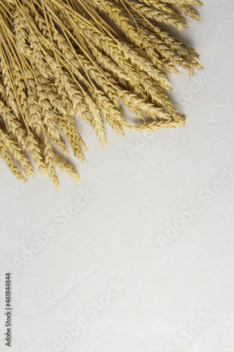 Wheat on a gray background with copy space. View from above. Fortified product. Vegetarian food. product for making delicious fresh bread.