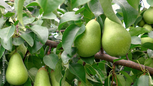 Shooting of unripen pears hanging on the tree
