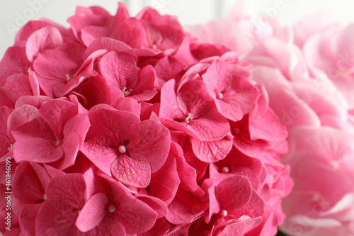 Beautiful pink hortensia flowers as background, closeup © New Africa