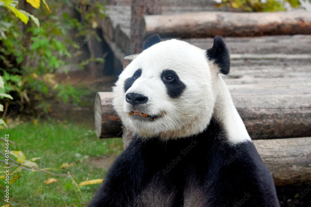panda head at the Moscow zoo panda head at the Moscow zoo