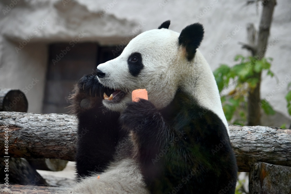 Fototapeta premium panda bear sits and eats carrots in the zoo Moscow Russia October 2021.