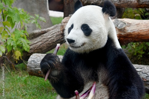 Giant panda bear sits and eating bamboo at the zoo Moscow Russia October 2021 © mep-elena