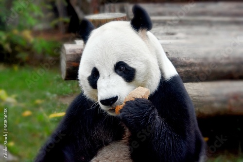 panda bear sits and eats a piece of bread at the zoo Moscow Russia October 2021.