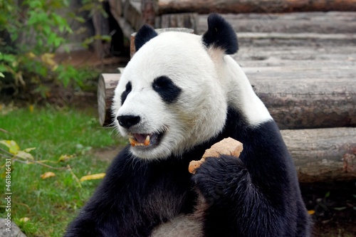 panda bear sits and eats a piece of bread at the zoo Moscow Russia October 2021. © mep-elena